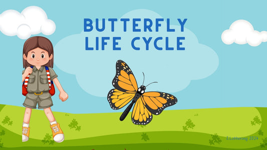 Life cycle of the butterfly