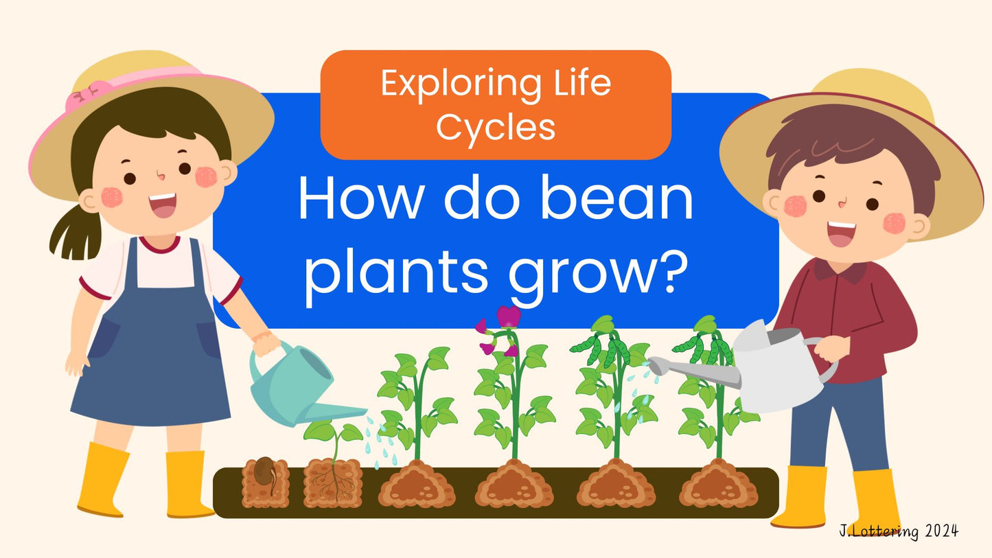 Life Cycle of a Bean Plant