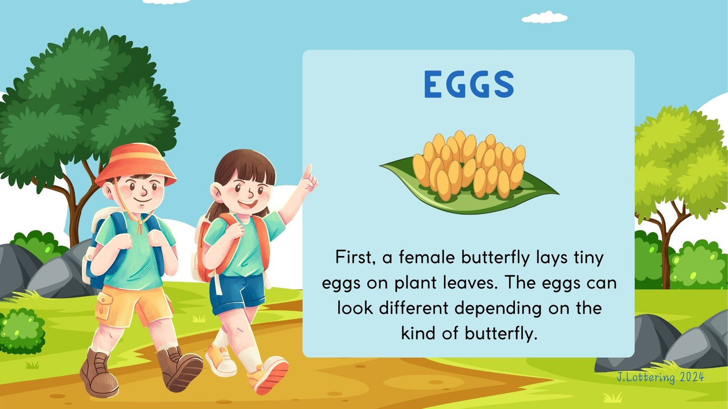 Life cycle of the butterfly