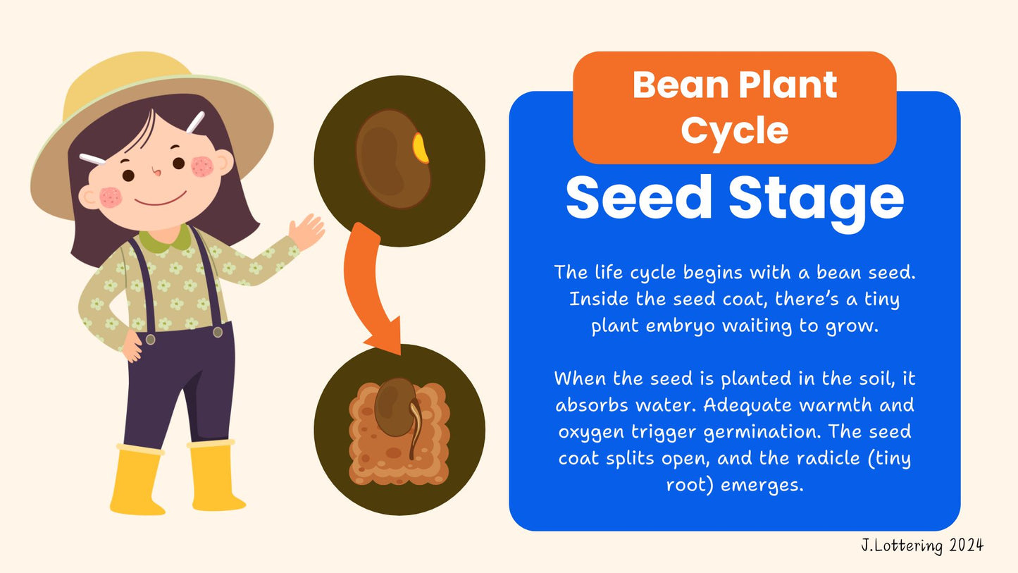 Life Cycle of a Bean Plant