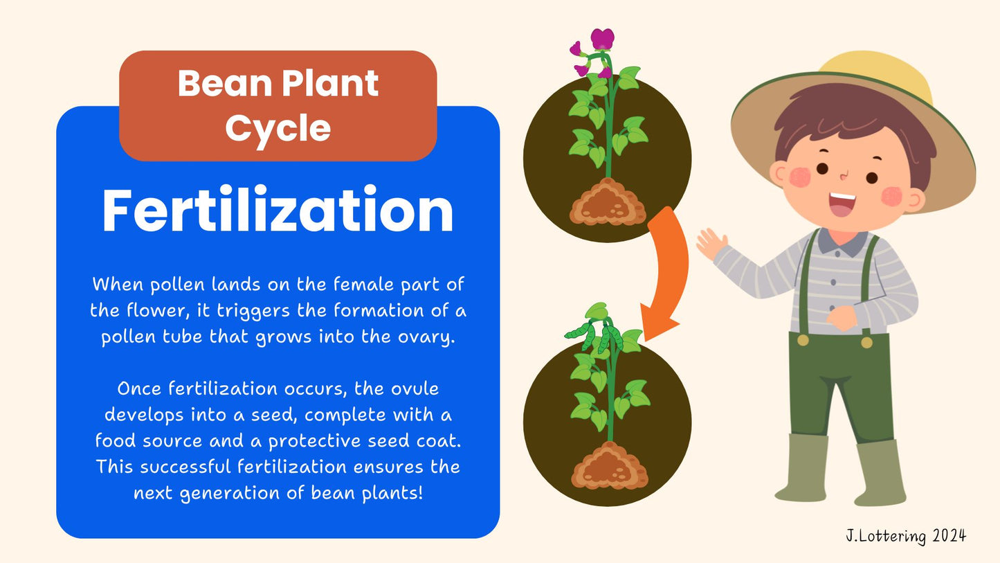 Life Cycle of a Bean Plant